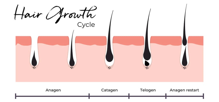 The hair growth cycle: anagen (growth), catagen (transition), telogen (rest), then anagen restart